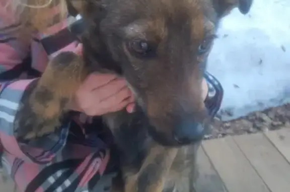 Найдена собака: Школьная ул., Ковардице