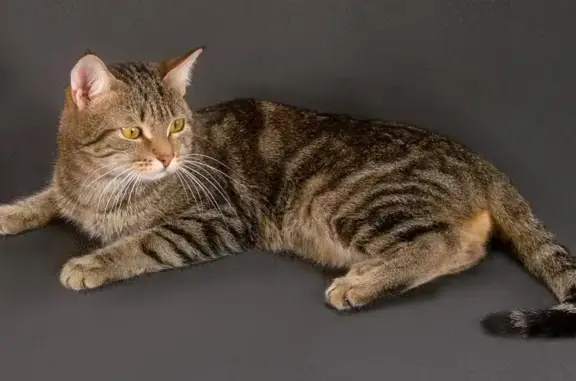 Кошка найдена: Окт. проспект, 95 к4
