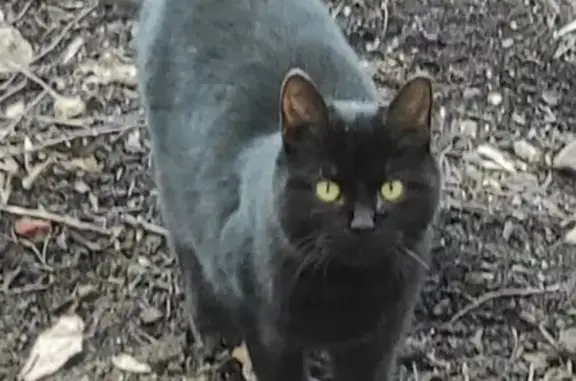 Найдена черная кошка: Борисовская, 37