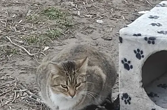 Найдена кошка: Борисовская ул., 9