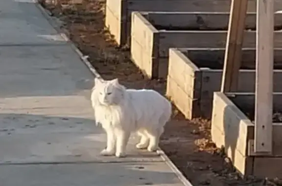 Белая кошка, Новлянское, без хвоста