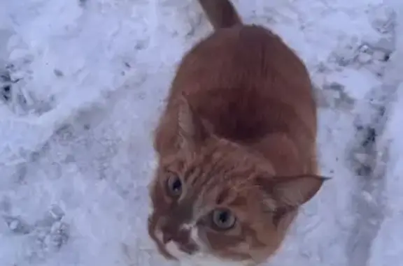 Найден кот: 50-летия ВЛКСМ, 29, Ижевск
