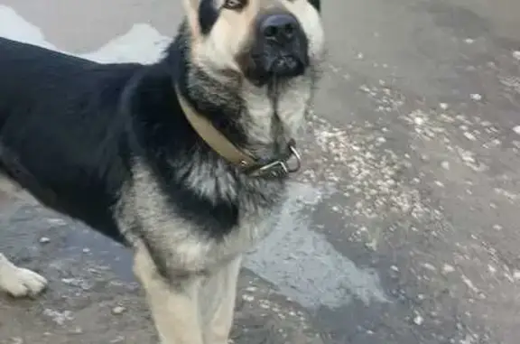 Найдена собака-овчарка в Липецке