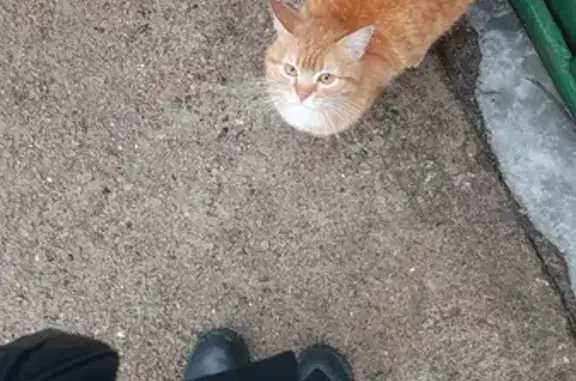 Найден кот: Украинская ул., 1, Оренбург