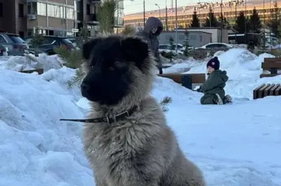 Найдена собака на пр. Камалеева, Казань