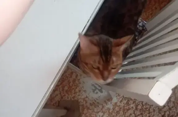 Найдена рыжая кошка, Шипиловский