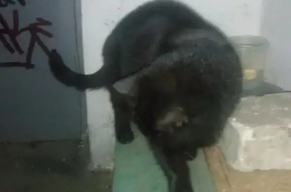 Чёрная кошка найдена: Вокзальная, 28