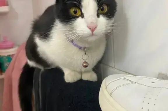 Кошки потеряшки, Таганрог, фото: Потеряшка кошка Милка, ул. Яковенко