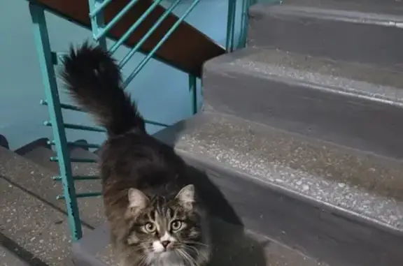 Найден кот: ул. 1А, Ангарск