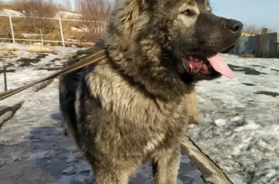 Найден щенок в Торгашино, ул. Цементников