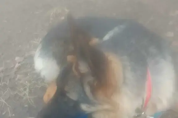Пропал щенок в Пскове, ул. Киселёва, 23