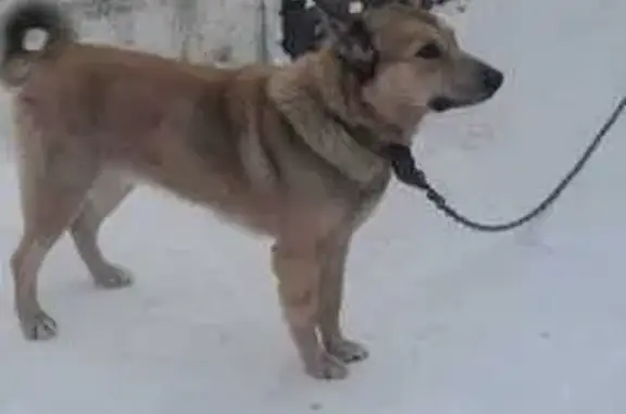 Пропала собака: Сибирская ул., 47А