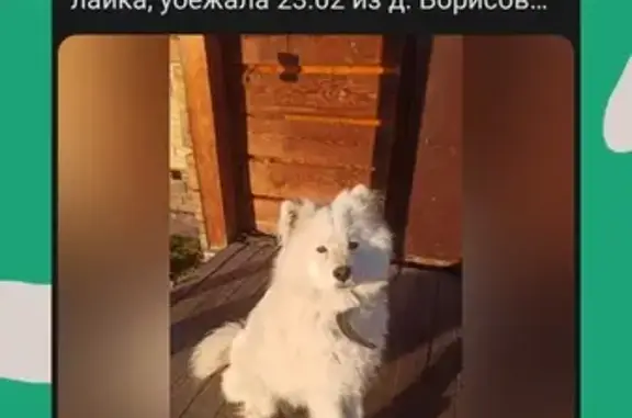Пропала собака: с. Володинское – д. Борисова