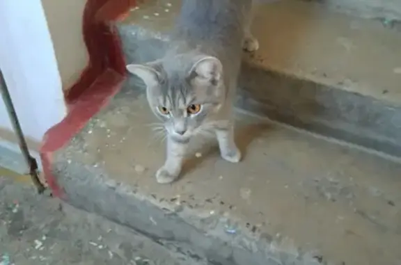 Найдена кошка: Шаимский пр-д, 12, Тюмень