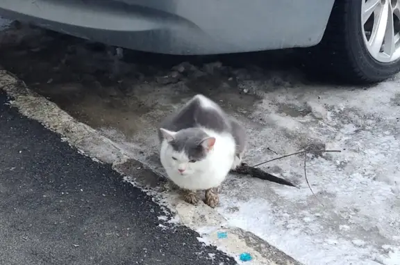 Найдена кошка, Салмышская, Оренбург