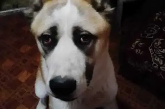Пропала собака в Гвардейском, Крым