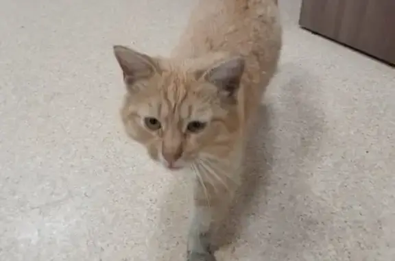 Найден рыжий котик в Леруа, Челны