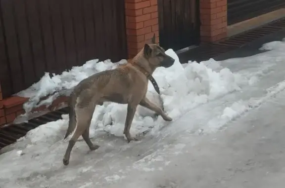 Найдена собака: Озёрный, Новосибирск