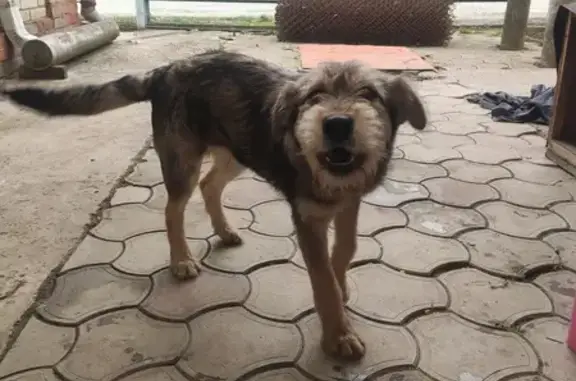 Найдена собака на Западной, Краснодар