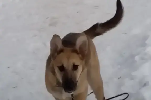 Найден щенок на пр. Ленина, Нижний Тагил