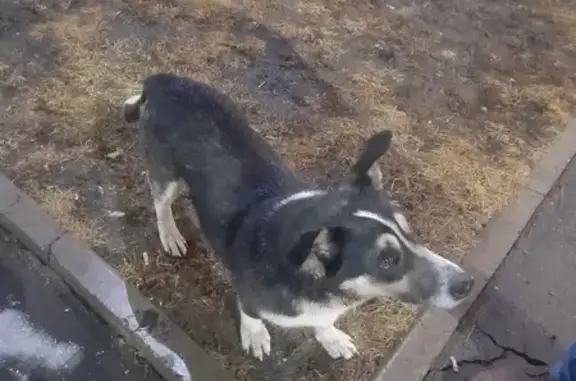 Найдена собака: Лесопарковая, Красноярск
