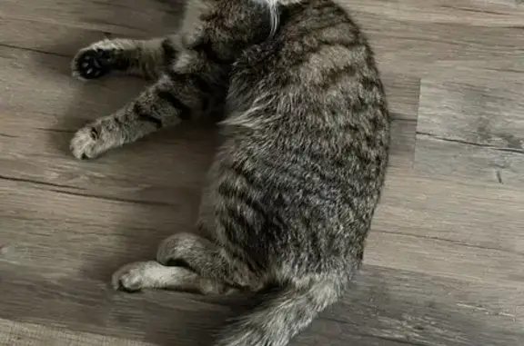 Найдена кошка на Московском шоссе, Тверь