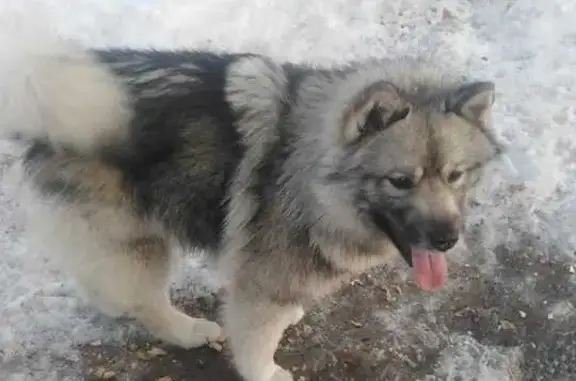 Найдена собака, ул. Ахметова, 284, Уфа