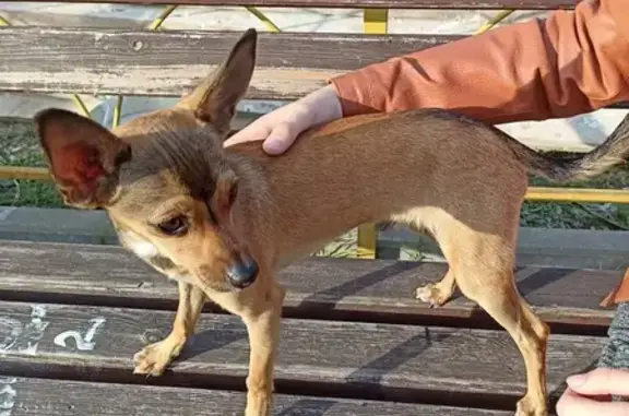 Найдена собака - ул. Островского, 127