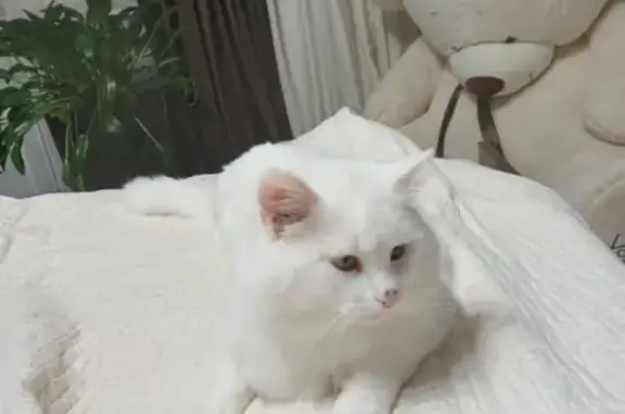 Пропал белый кот: Первомайская, 1