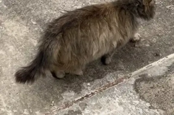 Пропала кошка: Первомайская, 107