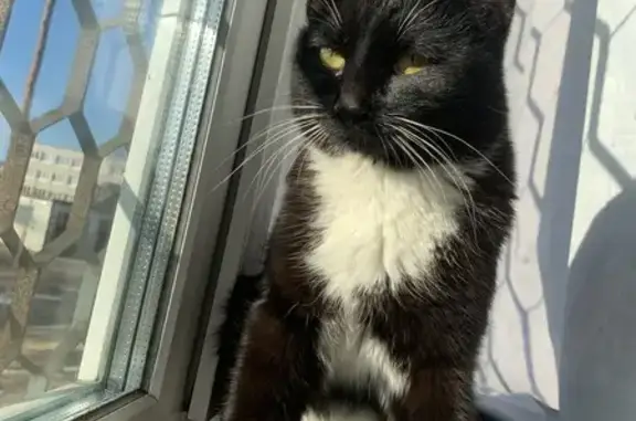Найдена кошка: Черно-белый, 18 Ангарск
