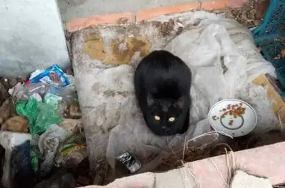 Черный кот найден: Ржевская ул., 5