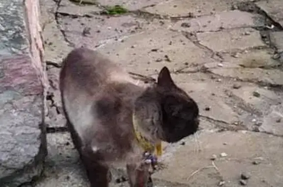 Найден кот: Сонино, около Тучково