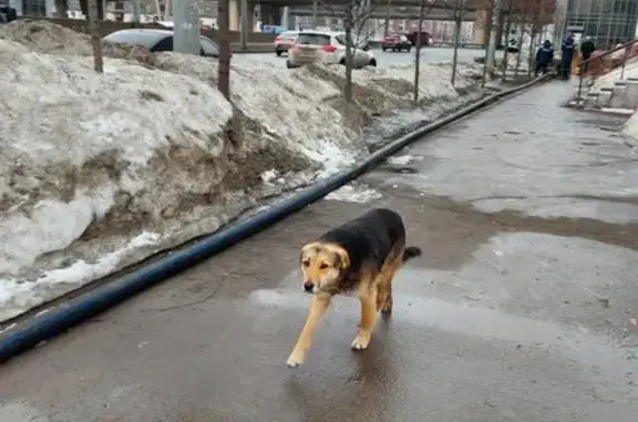 Найдена собака на Чистопольской, 61