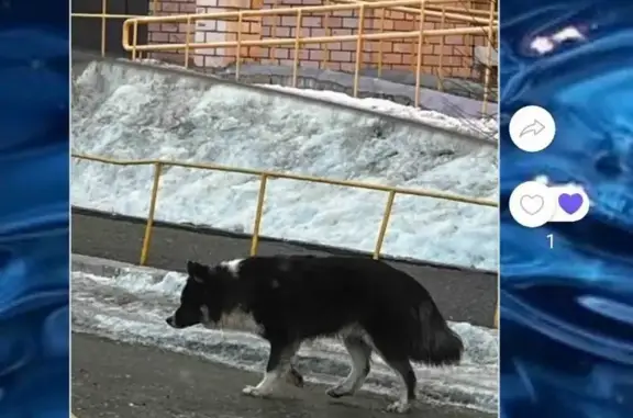 Пропал пёс: ул.Диагностики, Оренбург