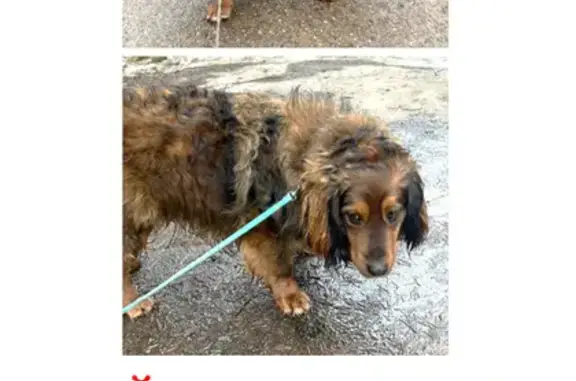Собака найдена в Лехтуси!
