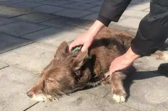 Найдена собака: Верхняя Радищевская, 8 с1