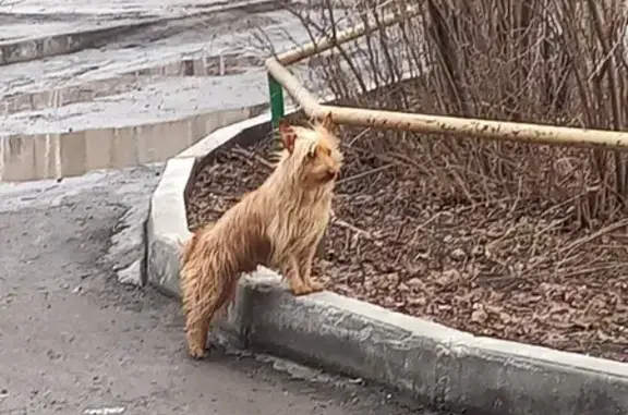 Найдена собака: Советская ул., 70, Бийск