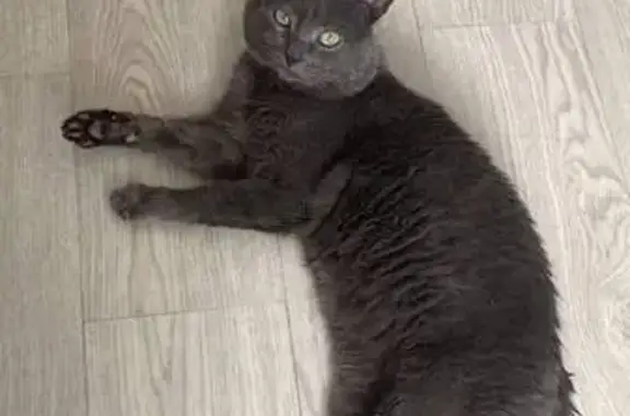 Найден серый кот, Нижний Услон
