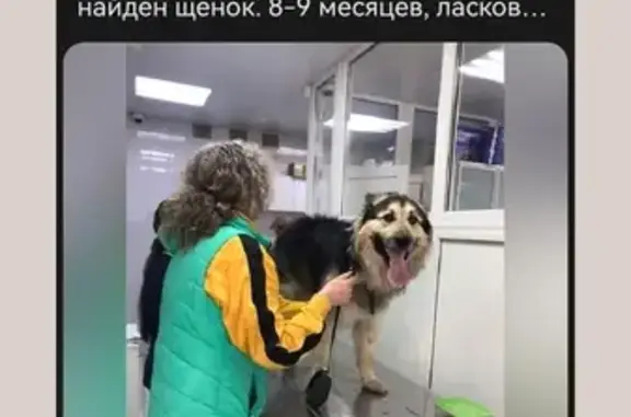 Найдена собака в Новосёлках, 89260393925