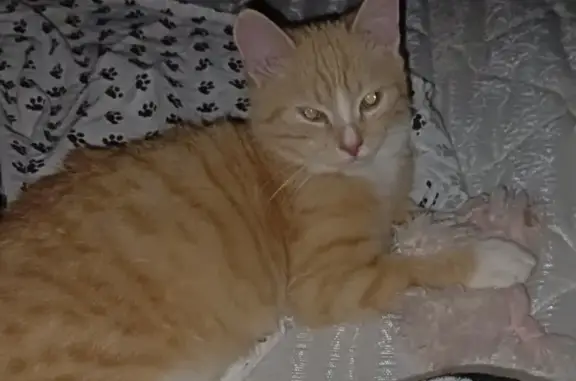 Пропала кошка Мика, Приморская, 29