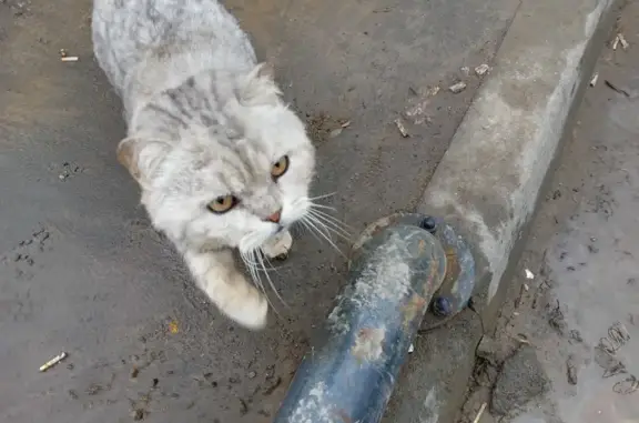 Найдена кошка: ул. Космонавтов, 30, Казань