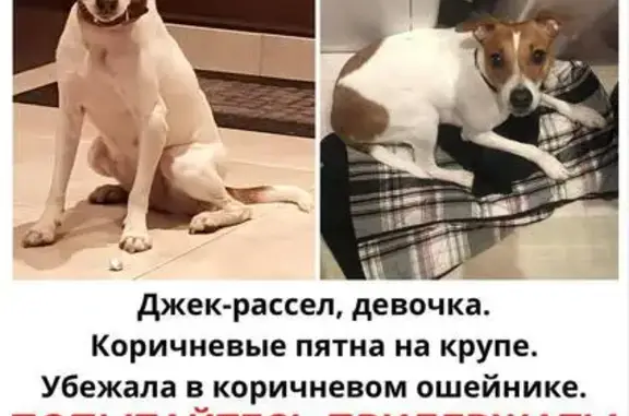 Пропала собака в Измайлово, Москва