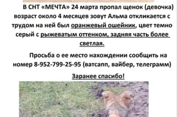 Пропала собака в п. Прибрежный, Калининград