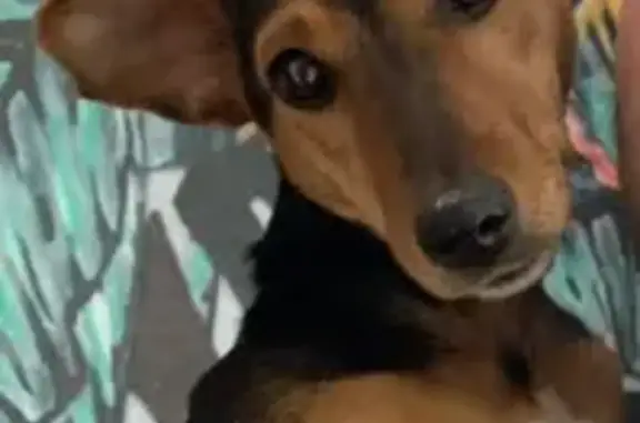 Собаки потеряшки, , фото: Потеряшка собака: Рязанская ул., 143, Бузулук