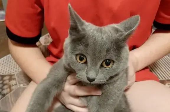 Найден серый котик: Пролетарская, 2з