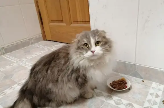 Найдена кошка у магазина на Игуменке