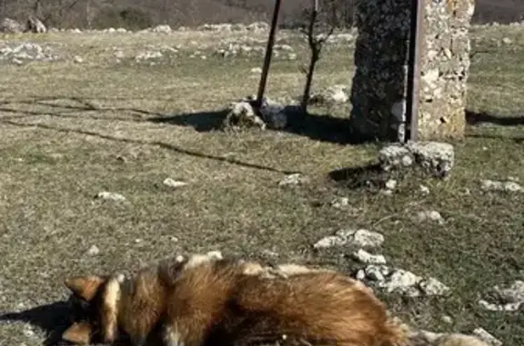 Найдена хромающая собака в Чайковском