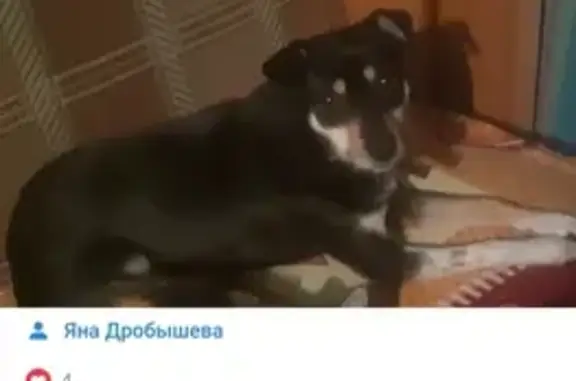 Пропала собака, Заводоуковск