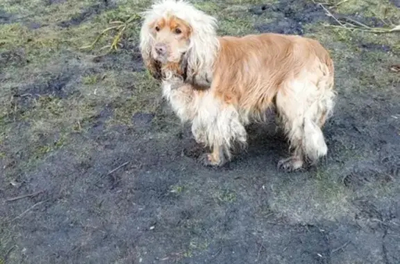 Найдена собака, Рублёво-Успенское ш.